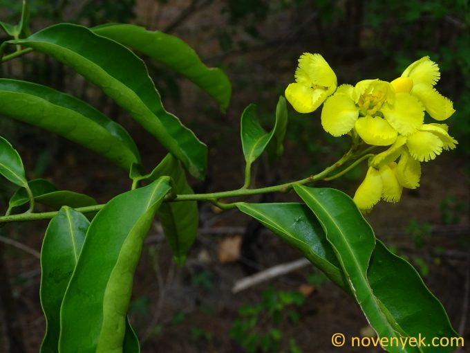 Image of plant Acridocarpus zanzibaricus