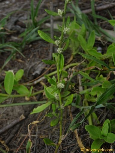 Image of plant Aerva lanata