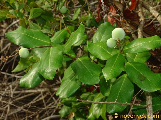 Image of plant Ancylobothrys petersiana