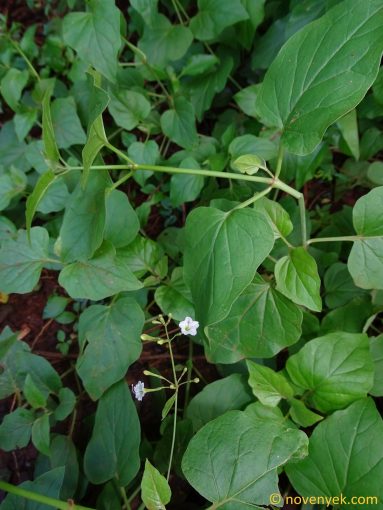 Image of plant Boerhavia plumbaginea