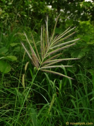 Image of plant Chloris robusta
