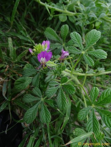 Image of plant Cleome stricta