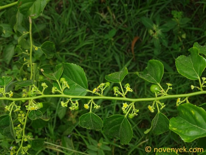 Image of plant Colubrina asiatica