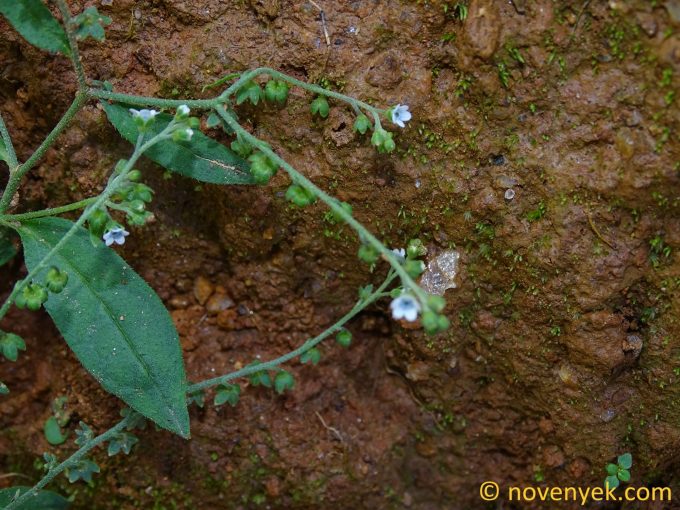 Image of plant Cynoglossum amplifolium
