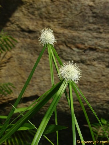 Image of plant Cyperus alatus
