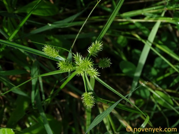 Image of plant Cyperus cyperoides