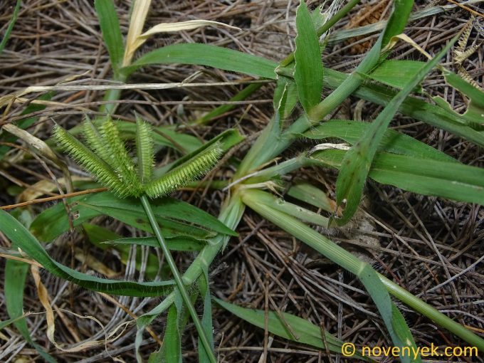 Image of plant Dactyloctenium aegyptium