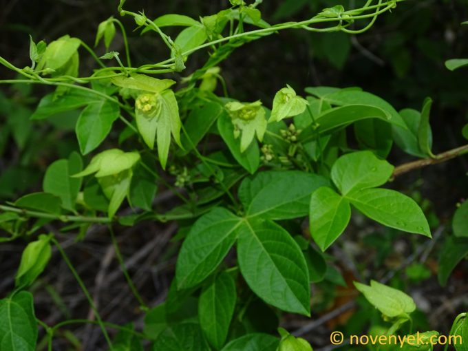 Image of plant Dalechampia scandens
