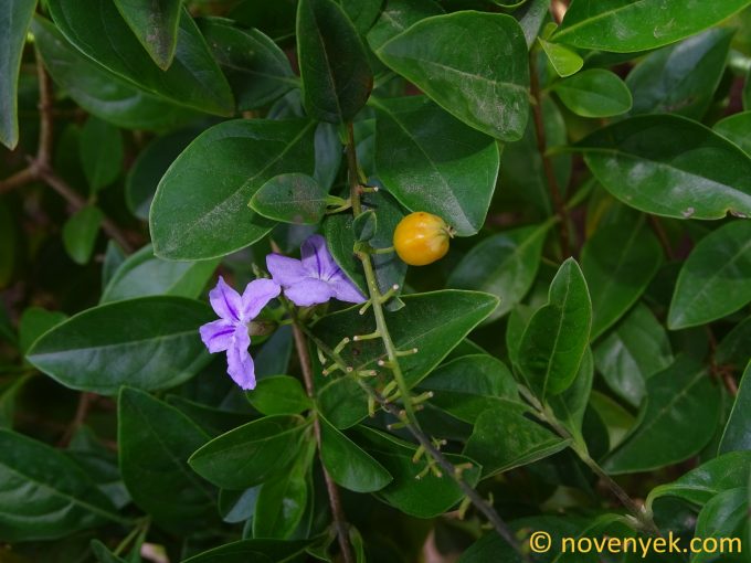 Image of plant Duranta erecta