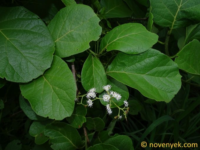 Image of plant Ehretia amoena