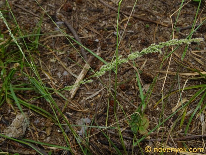Image of plant Eragrostis ciliaris