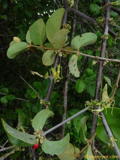 Image of plant Erianthemum dregei