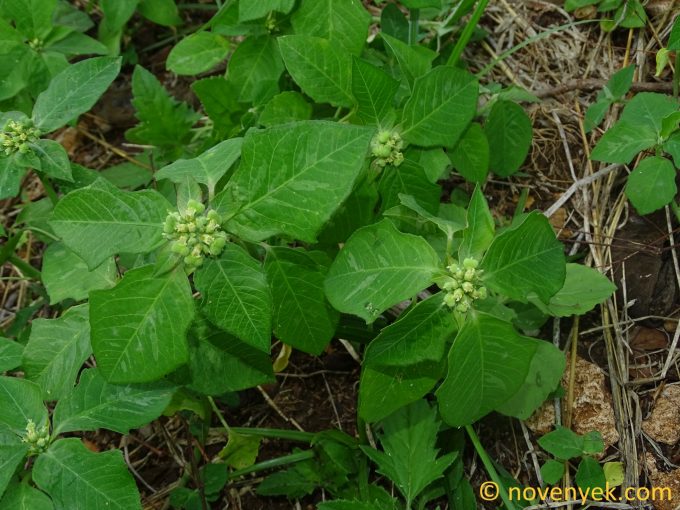 Image of plant Euphorbia heterophylla