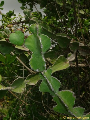 Image of plant Euphorbia quadrialata