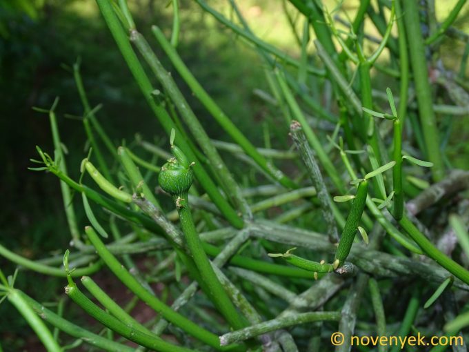 Image of plant Euphorbia tirucalli