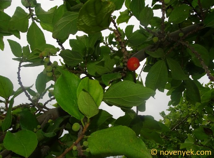 Image of plant Ficus sur