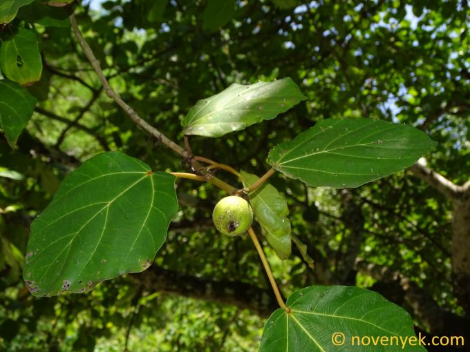 Image of plant Ficus sycomorus