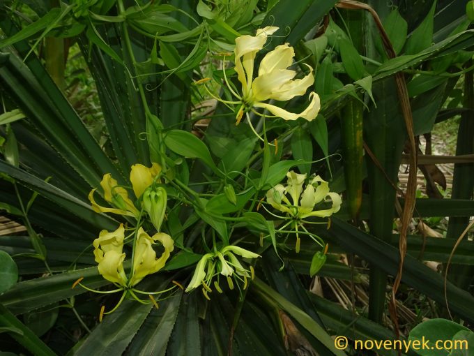 Image of plant Gloriosa superba
