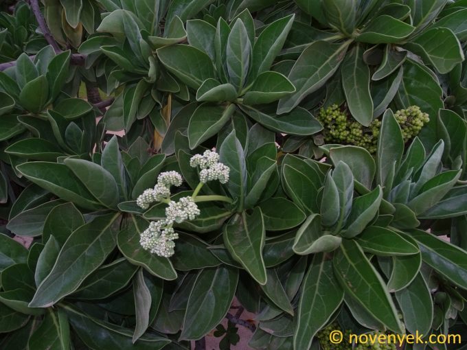 Image of plant Heliotropium arborescens