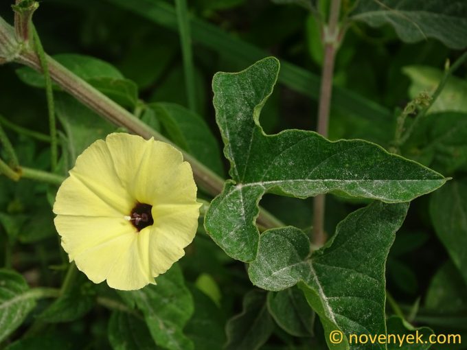 Image of plant Hewittia malabarica