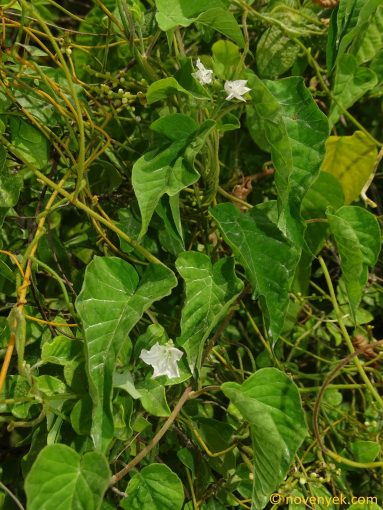 Image of plant Jacquemontia paniculata