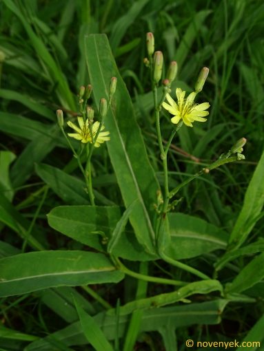 Image of plant Launaea cornuta