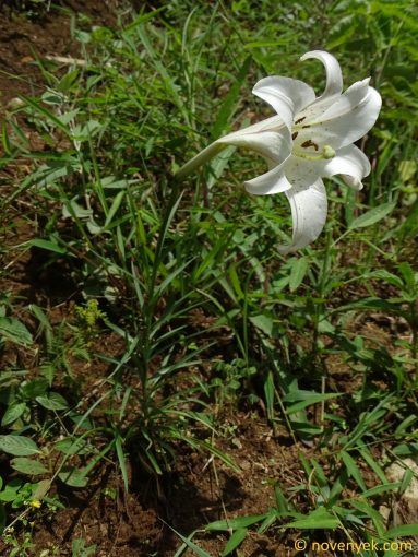 Image of plant Lilium formosanum