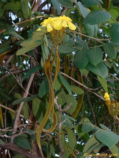 Image of plant Markhamia obtusifolia
