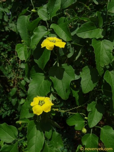 Image of plant Momordica cardiospermoides