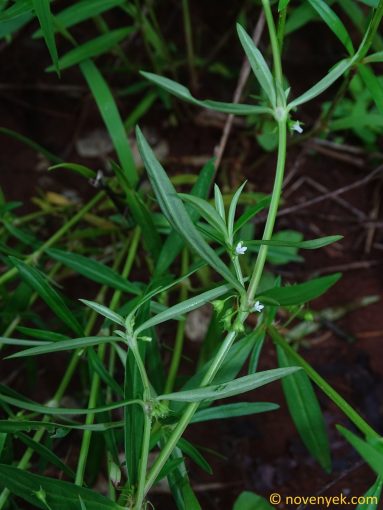 Image of plant Oldenlandia lactea