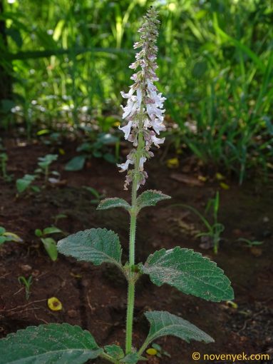 Image of plant Orthosiphon schimperi