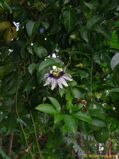 Image of plant Passiflora edulis
