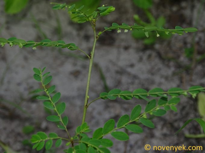 Image of plant Phyllanthus harrisii