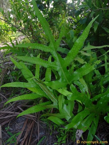 Image of plant Phymatosorus scolopendria