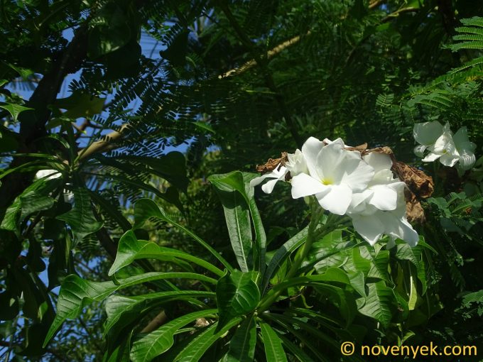 Image of plant Plumeria pudica