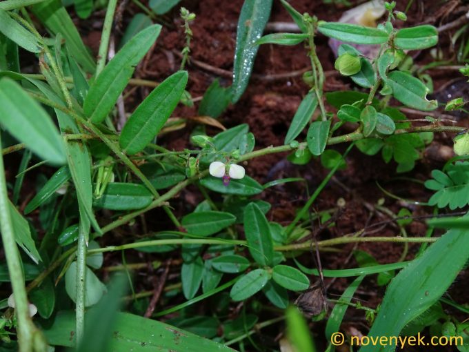 Image of plant Polygala sphenoptera