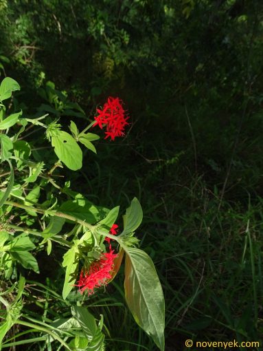 Image of plant Rhodopentas parvifolia