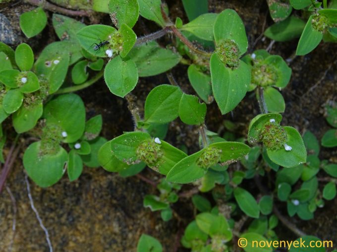 Image of plant Richardia brasiliensis