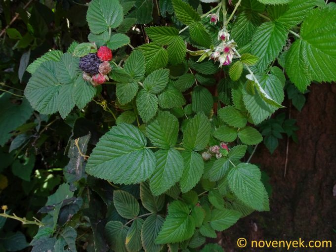 Image of plant Rubus niveus