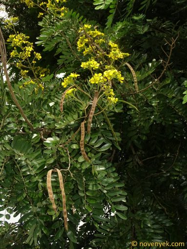 Image of plant Senna siamea