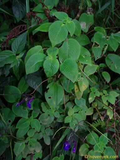 Image of plant Streptocarpus glandulosissimus