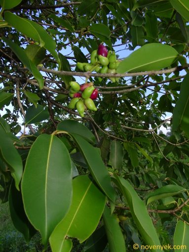 Image of plant Syzygium guineense
