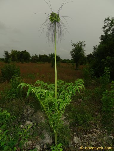 Image of plant Tacca leontopetaloides