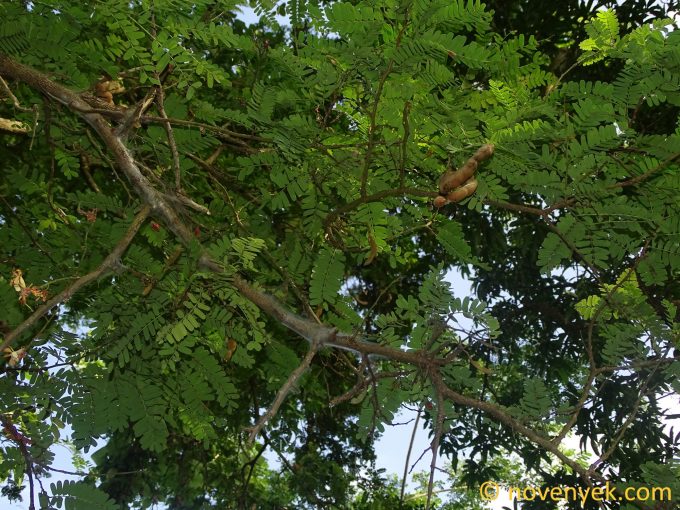 Image of plant Tamarindus indica