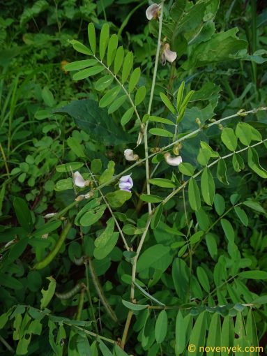 Image of plant Tephrosia noctiflora