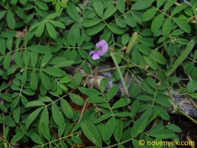 Image of plant Tephrosia pedicellata