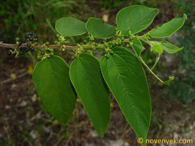 Image of plant Trema orientalis