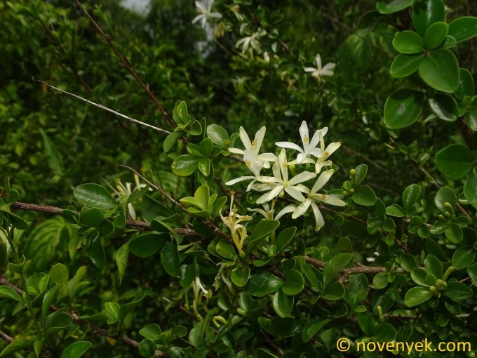 Image of plant Turraea obtusifolia
