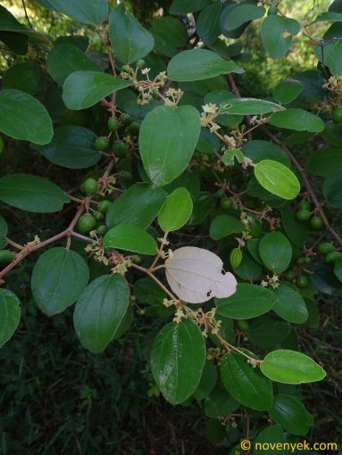 Image of plant Ziziphus mauritiana