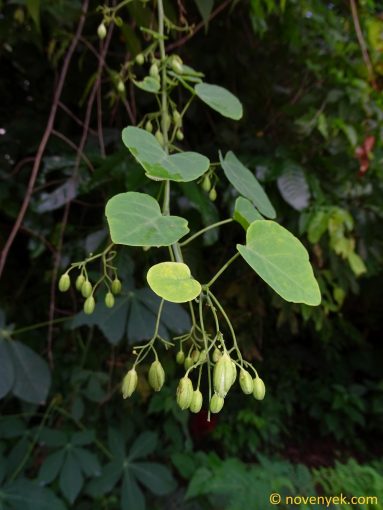Image of plant Adenia gummifera